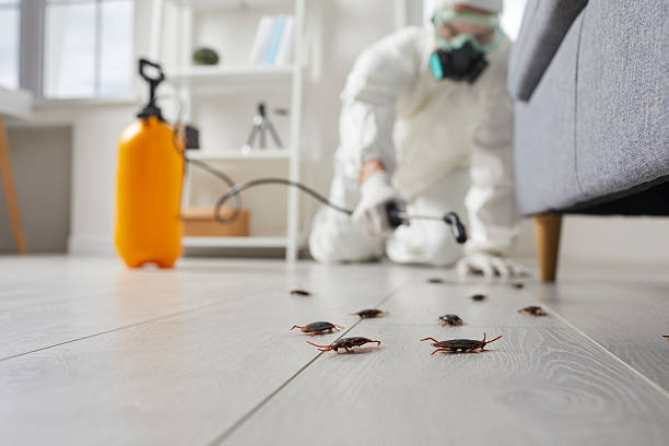 Commercial Rodent Management in Harlem Heights